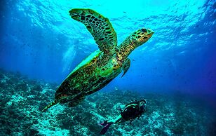 Dusit Thani Maldives - 50 percent discount on transfers for stays unti