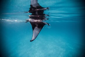 Dusit Thani Maldives - 50 percent discount on transfers for stays unti