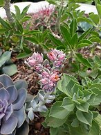 Constantia Manor Guest House