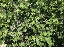 Incirliev - Special Class