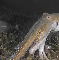 Aqaba Adventure Divers Village