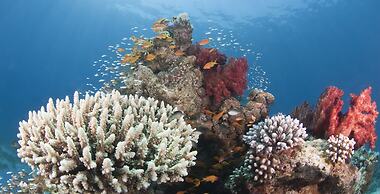 Aqaba Adventure Divers Village