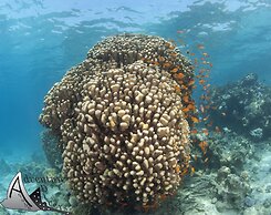 Aqaba Adventure Divers Village