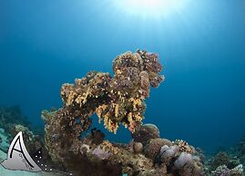 Aqaba Adventure Divers Village