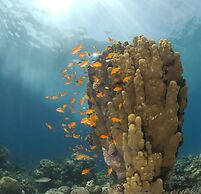 Aqaba Adventure Divers Village