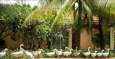 Bonjour Bonheur Ocean Spray