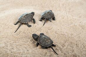 Panareti Coral Bay Hotel