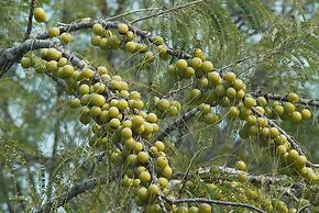 Rajasthali Resort and Spa