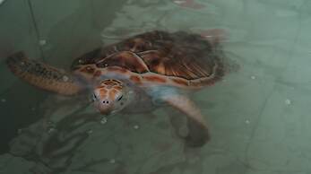 Sudamala Resort, Sanur