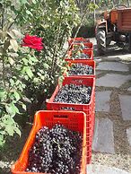 Agriturismo La Collina Verde