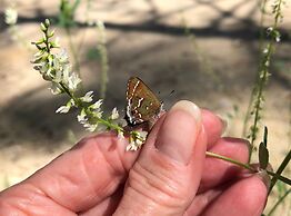 Steinhatchee River Inn