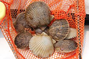 Steinhatchee River Inn