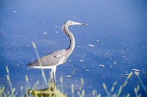 Steinhatchee River Inn