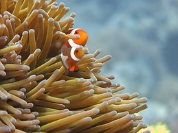 BADLADZ Beach and Dive Resort