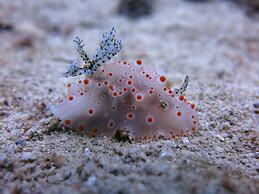 BADLADZ Beach and Dive Resort