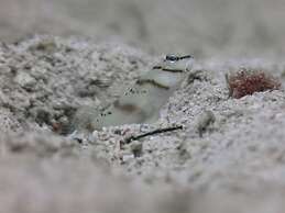 BADLADZ Beach and Dive Resort