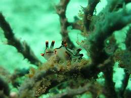 BADLADZ Beach and Dive Resort