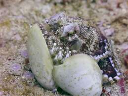 BADLADZ Beach and Dive Resort