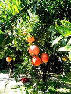 Villa Rocla Guest House Pompei