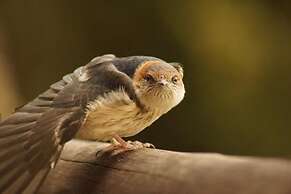 Amazian Mountain River Lodge