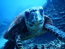 Stevenson's at Manase