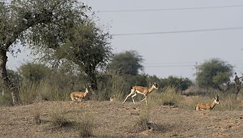 Alsisar Mahal - A Heritage Hotel