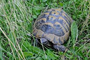 Thalia Rooms Guest House