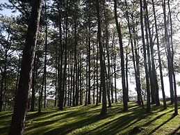 Azalea Hotels & Residences Baguio