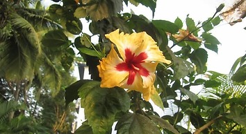 Mayflower Beach Resort