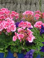 Port Campbell Motor Inn