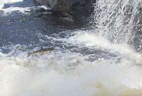 Holiday Inn Express Deer Lake by IHG