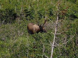 Holiday Inn Express Deer Lake by IHG