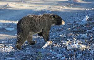 Holiday Inn Express Deer Lake by IHG