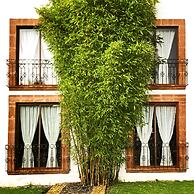 Hotel and Suites Mansion San Antonio