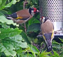 Gallen-treath Guest House
