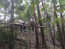 Byron Bay Rainforest Resort
