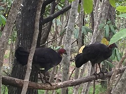 Byron Bay Rainforest Resort