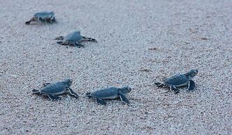 Al Ayjah Plaza Hotel