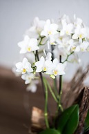 Hotel und Restaurant Rose