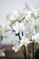 Hotel und Restaurant Rose