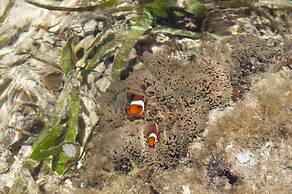 Rizzan Sea Park Hotel Tancha Bay