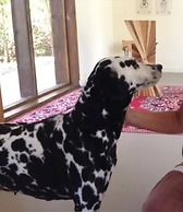 La Viuda De Jose Ignacio