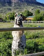 Eycat Lodging Company