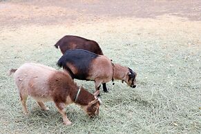 Eycat Lodging Company