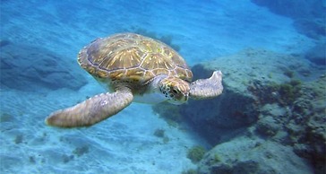 Cozy House Facing The Sea