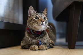 York Luxury Suites Medellín