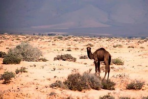 Maison l'étoile du Désert