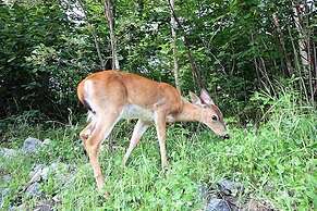 Equinoxe by Tremblant Platinum