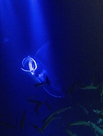 OUTRIGGER Kona Resort and Spa