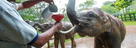 The Grand Leisure Villa